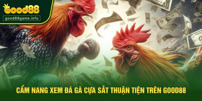 Hướng dẫn trải nghiệm cược đá gà cho tân binh Hướng dẫn trải nghiệm cược đá gà cho tân binh