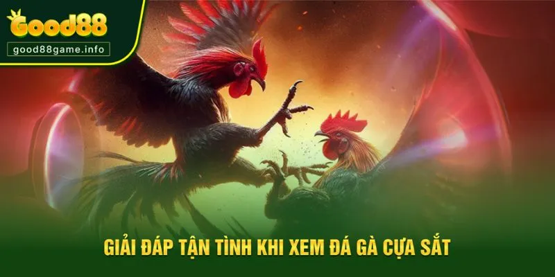 Giải đáp thắc mắc khi xem đá gà cựa sắt cho người mới Giải đáp thắc mắc khi xem đá gà cựa sắt cho người mới