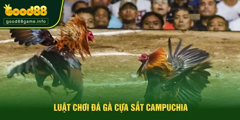 Luật chơi đá gà Campuchia đơn giản và dễ nắm Luật chơi đá gà Campuchia đơn giản và dễ nắm