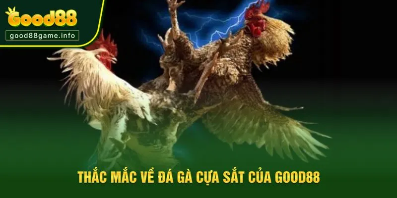 Những thắc mắc từ tân thủ khi tham gia đá gà cựa sắt Những thắc mắc từ tân thủ khi tham gia đá gà cựa sắt