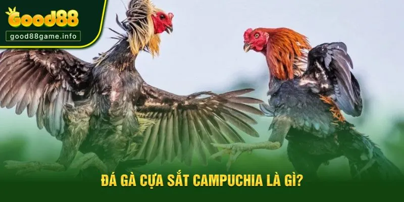 Tìm hiểu đá gà cựa sắt campuchia Tìm hiểu đá gà cựa sắt campuchia